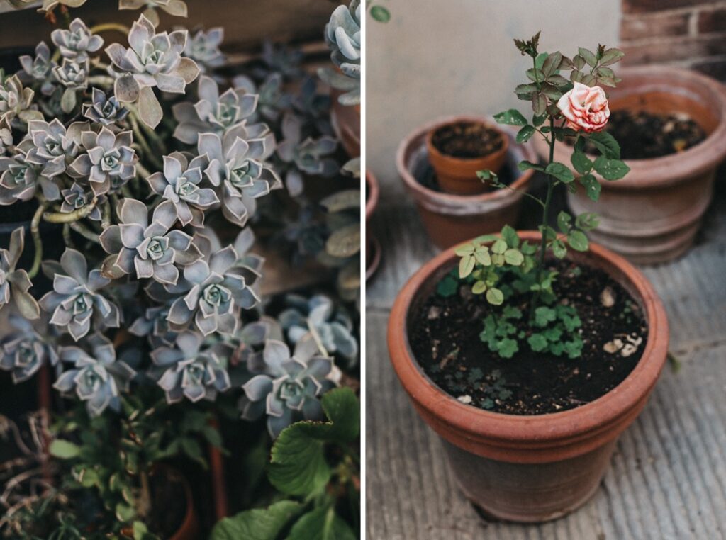 Links eine Gruppe von Sukkulenten mit blassgrünen Blättern. Rechts eine getopfte Rosenpflanze mit einer einzelnen rosa-weißen Rosenknospe, die an die zeitlose Eleganz einer Villa Cetinale-Hochzeit in Tontöpfen auf einer Betonfläche erinnert.
