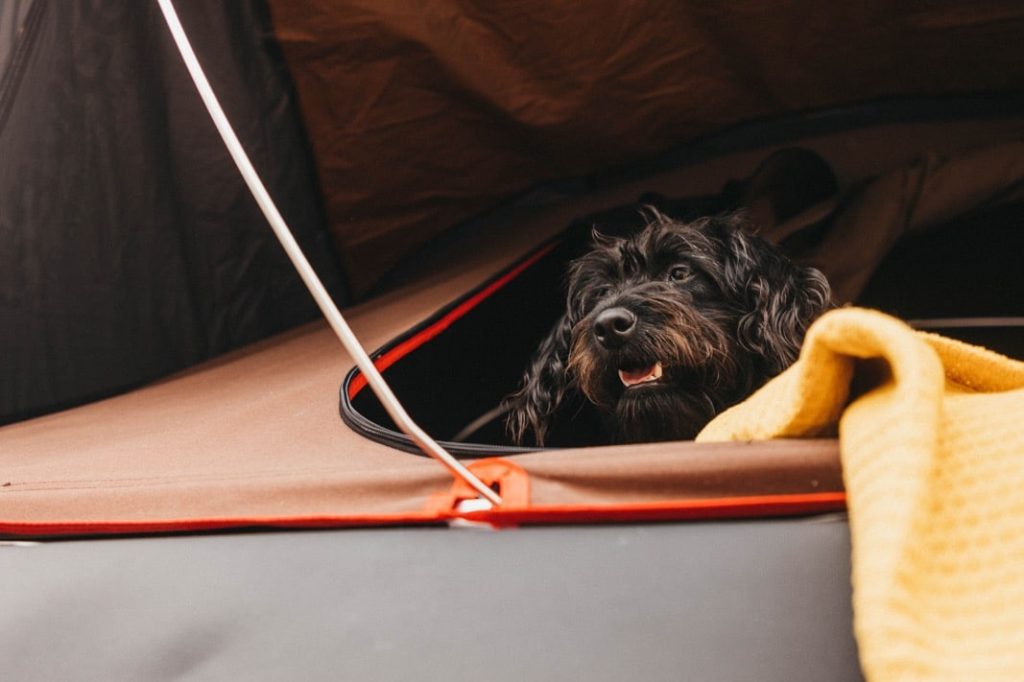 Ein schwarzer Hund mit gewelltem Fell blickt aus einer Zeltöffnung, daneben liegt eine gelbe Decke. Der entspannte und glückliche Welpe, der von einem Familienfotografen aufgenommen wurde, strahlt Wärme aus - die perfekte Inspiration für jedes Werbefotograf oder Fotostudio Köln Shooting.