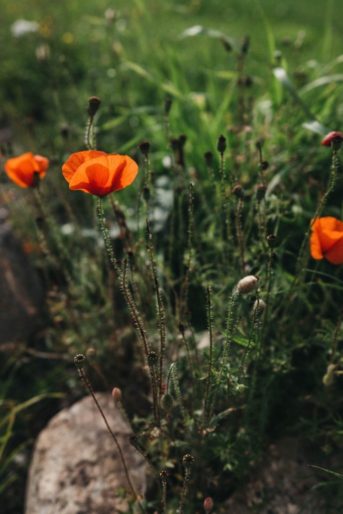 Leuchtend orangefarbene Mohnblumen mit dünnen grünen Stielen wachsen zwischen Gras und Felsen in einer natürlichen Umgebung im Freien, aufgenommen von einem Familienfotografen, mit einem unscharfen grasbewachsenen Hintergrund.