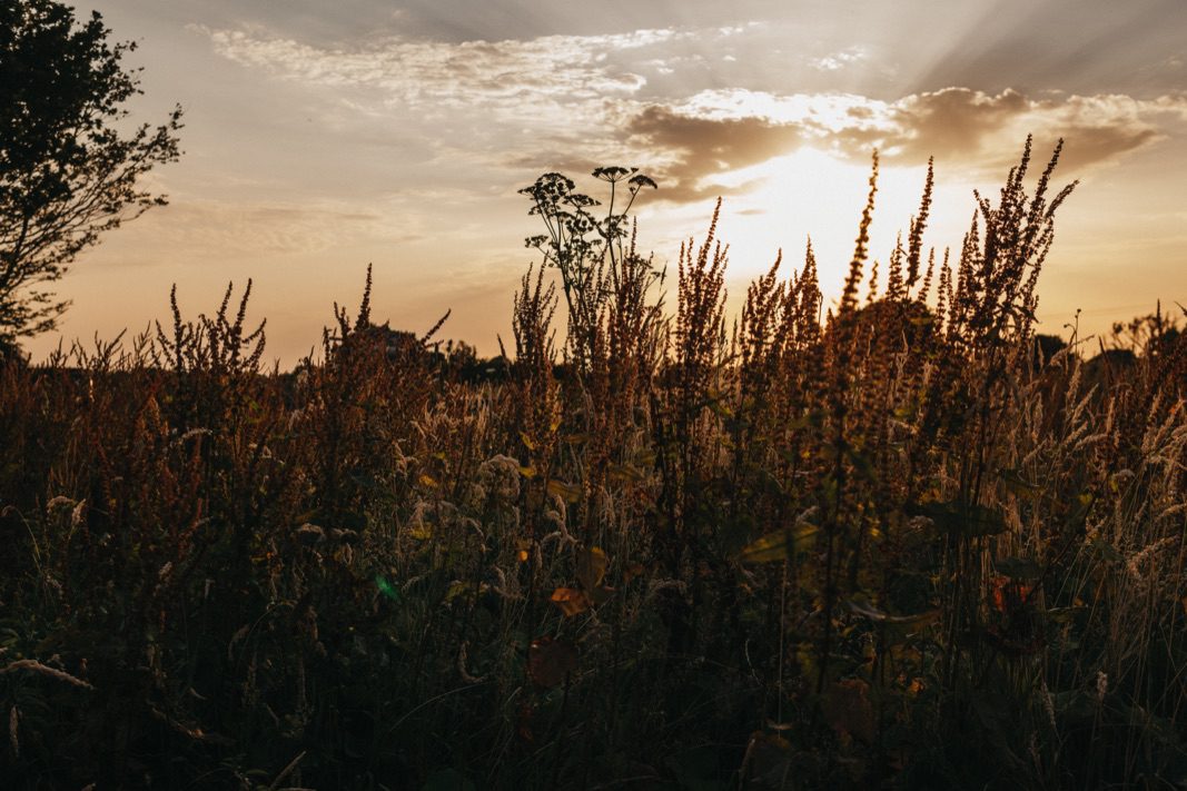 Hohe wilde Gräser und Pflanzen heben sich von einem goldenen Sonnenuntergangshimmel ab, in dem das Sonnenlicht durch vereinzelte Wolken fällt. Auf der linken Seite des Bildes ist ein Baum zu sehen - perfekt für einen Familienfotografen, der heitere Momente im Freien festhält.