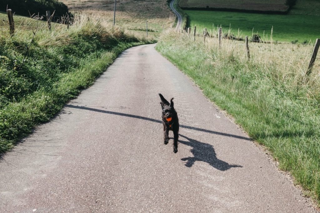 Ein schwarzer Hund mit rotem Halsband läuft alleine auf einem ländlichen, gepflasterten Weg, umgeben von grasbewachsenen Feldern und Zäunen, eingefangen von einer Fotografin aus dem Fotostudio Köln, während die Straße in die Ferne abbiegt.
