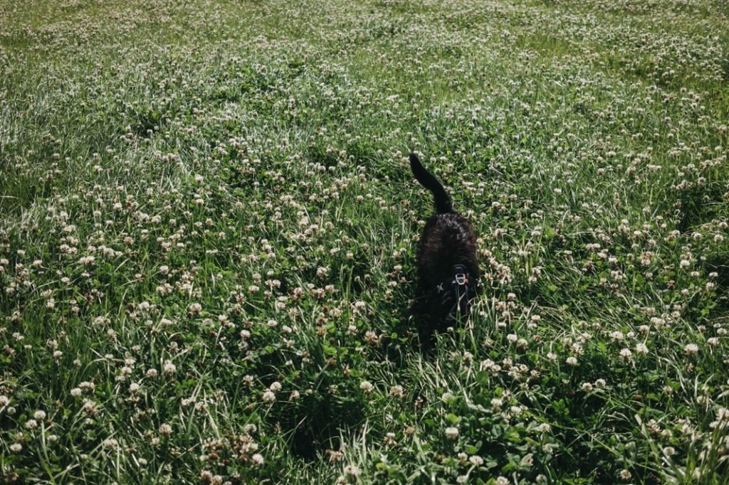 Ein kleiner schwarzer Hund mit Halsband spaziert durch ein üppiges grünes Feld voller Klee und Wildblumen, sein Rücken und Schwanz sind gerade noch über dem hohen Gras zu sehen - perfekt eingefangen von einem Familienfotografen in Köln.