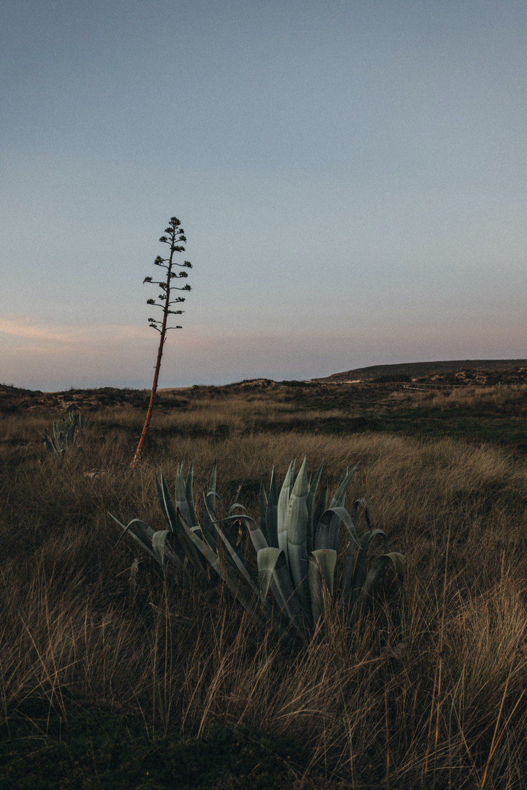 Eine hochgewachsene Agave mit einem einzelnen Blütenstiel steht in einem grasbewachsenen, offenen Feld unter einem ruhigen, düsteren Himmel. Die trockene, zerklüftete Landschaft mit den Hügeln in der Ferne wurde von einer erfahrenen Fotografin aus dem Fotostudio Köln aufgenommen.