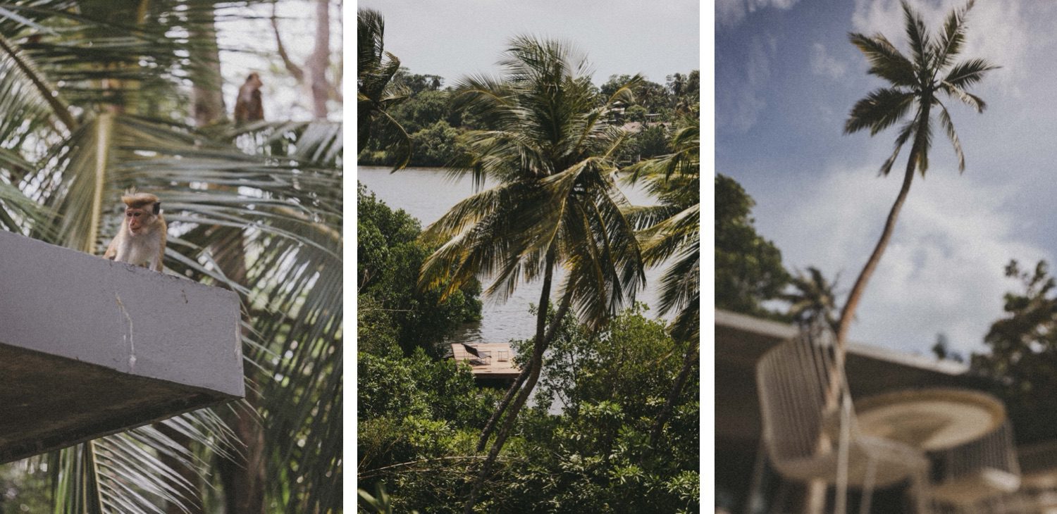 Eine Collage mit drei tropischen Szenen von einem Werbefotografen: ein Vogel auf einem Felsvorsprung, eine Palme an einem Fluss und eine hohe Palme neben Stühlen im Freien unter einem teilweise bewölkten Himmel.