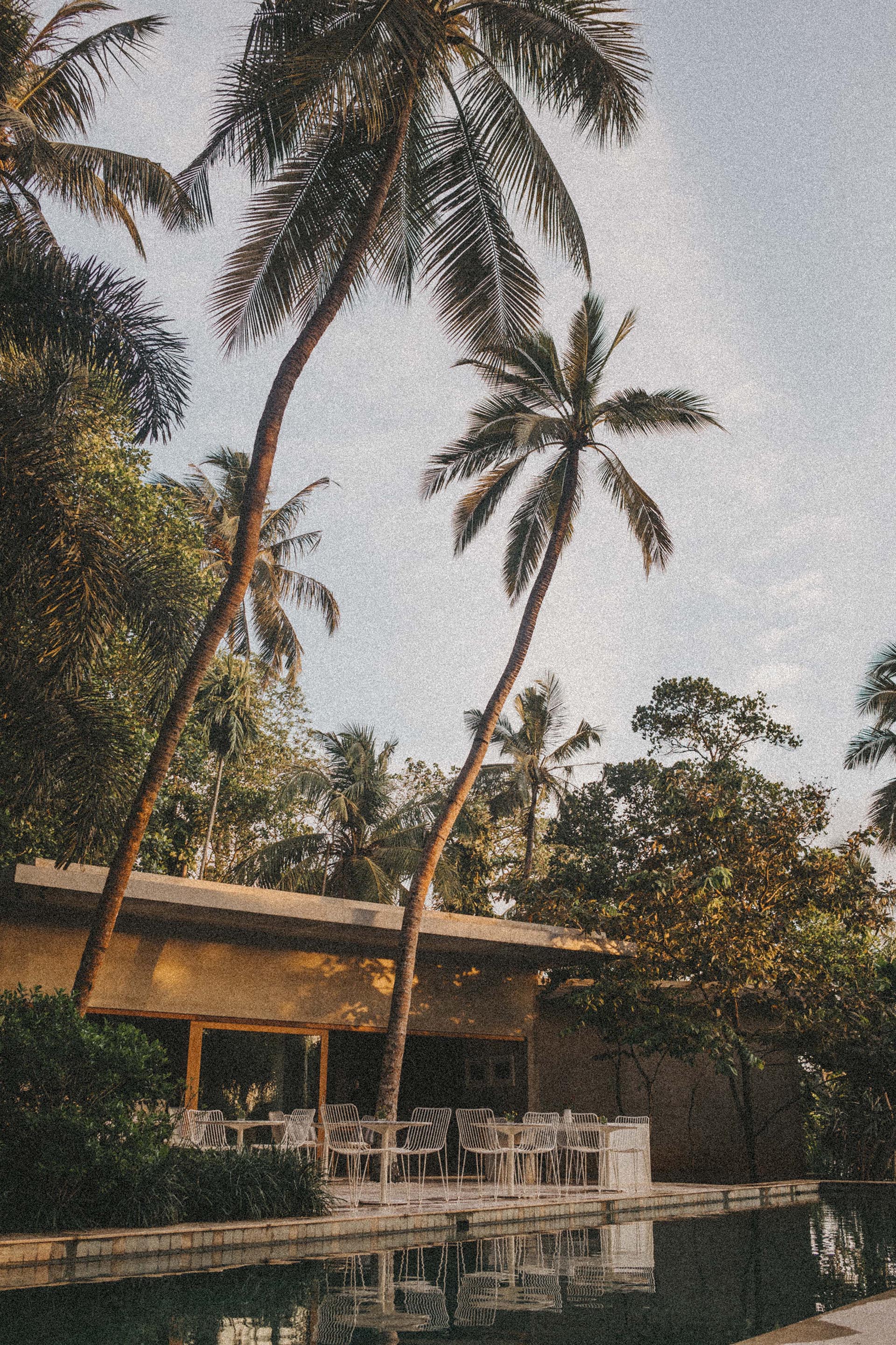 Hohe Palmen wiegen sich über einer modernen Außenterrasse mit weißen Metallstühlen und -tischen neben einem spiegelnden Swimmingpool - eine einladende Szenerie, die sich perfekt für einen Familienfotografen oder ein Fotostudio Köln eignet, das auf der Suche nach lebendigen, natürlichen Kulissen ist.